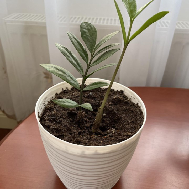 Замиокулькас