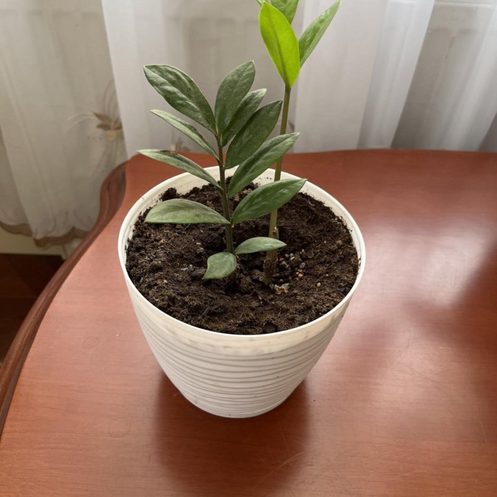 Замиокулькас