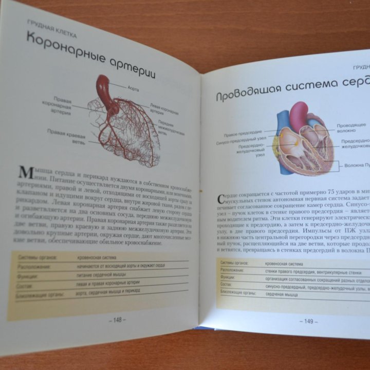 Книга Анатомия человека. Как работает ваше тело