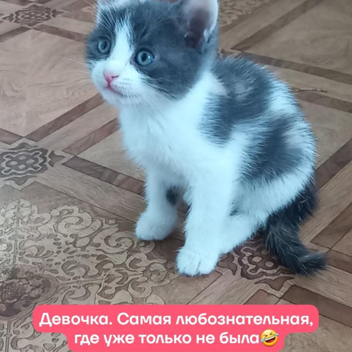 Котята в добрые руки