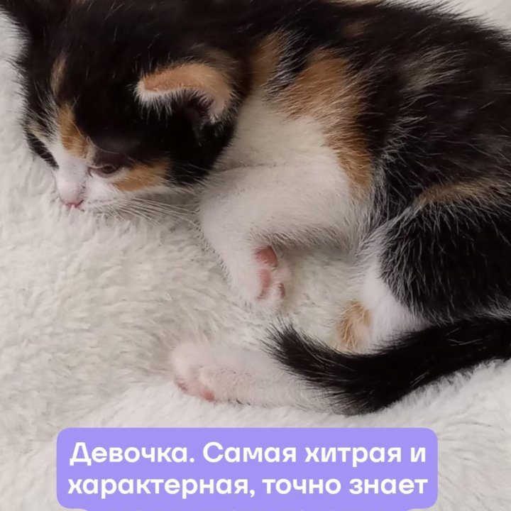 Котята в добрые руки