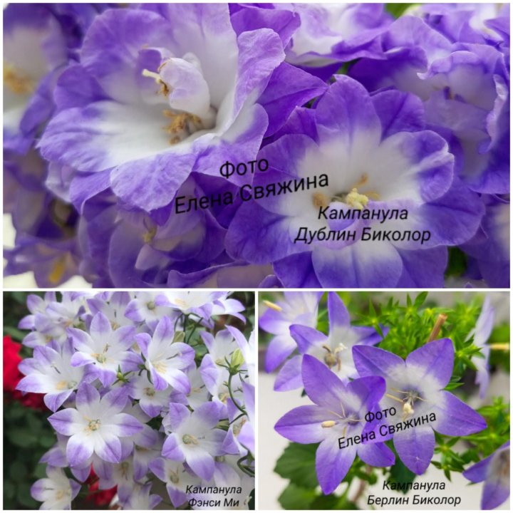 Кампанула (Жених. Невеста. Любовник)
