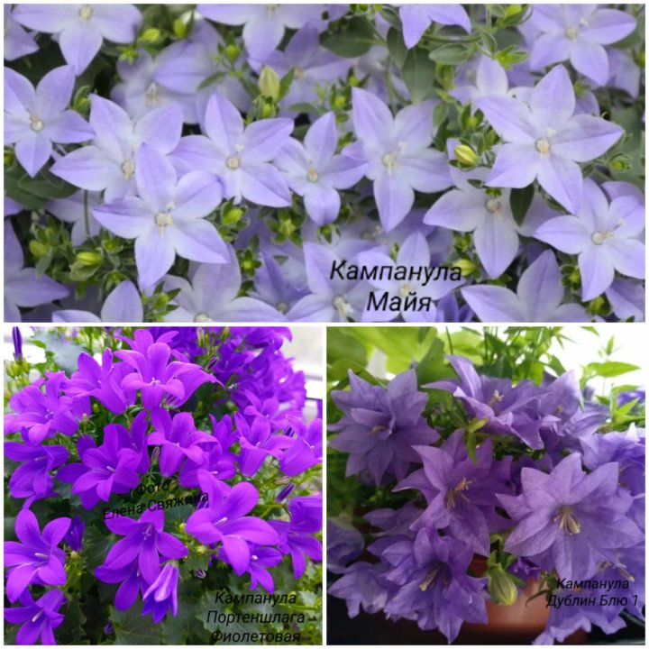 Кампанула (Жених. Невеста. Любовник)