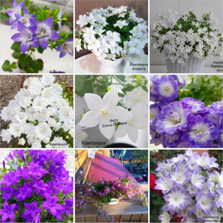 Кампанула (Жених. Невеста. Любовник)