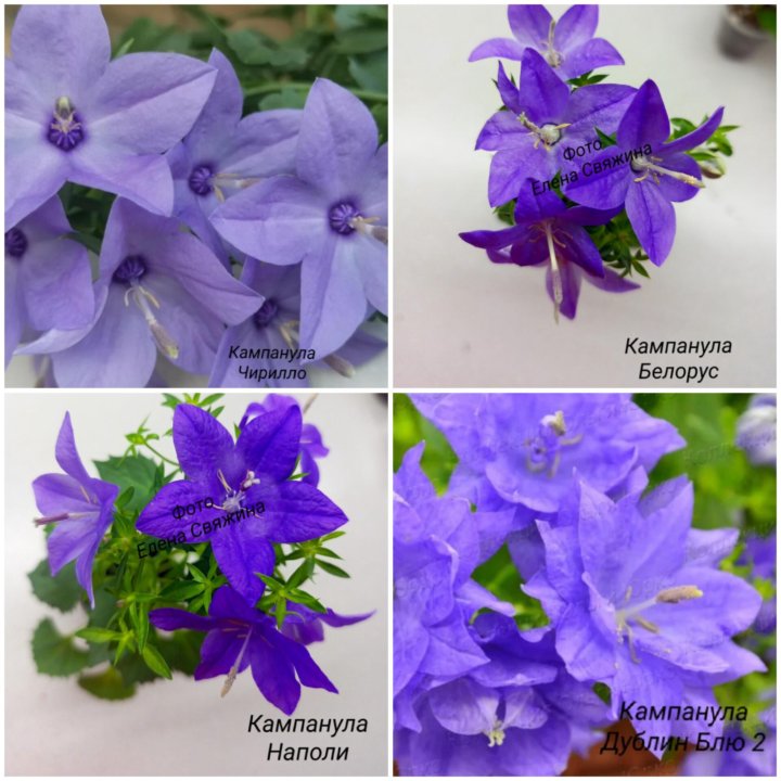 Кампанула (Жених. Невеста. Любовник)