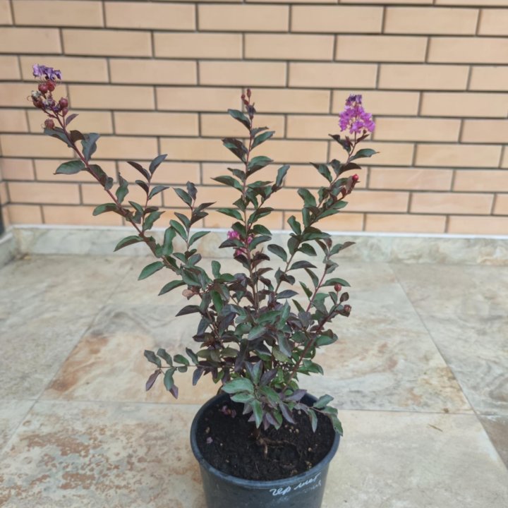 Лагерстремия