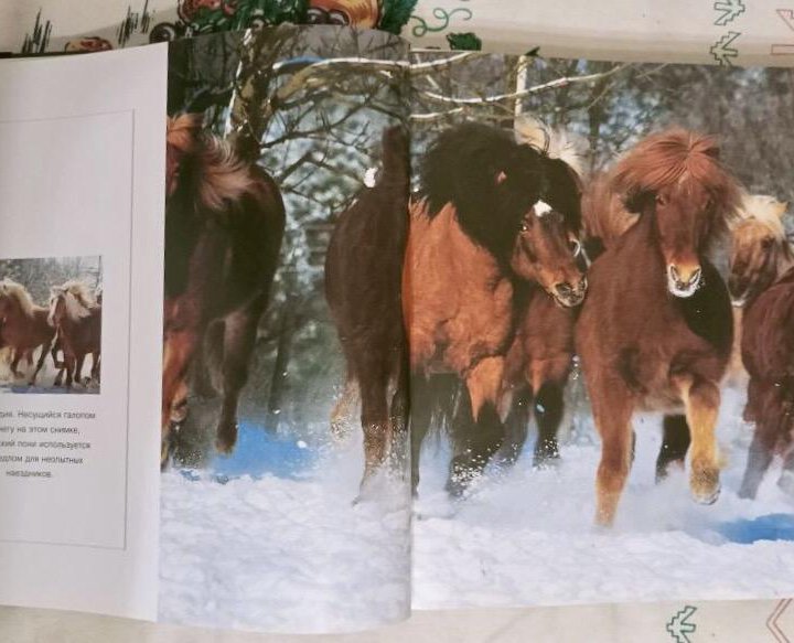 Фотоальбом «Лошади. Самые лучшие фотографии»