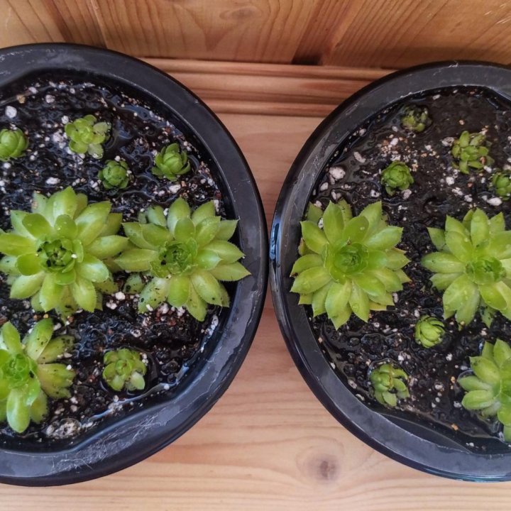 Суккуленты