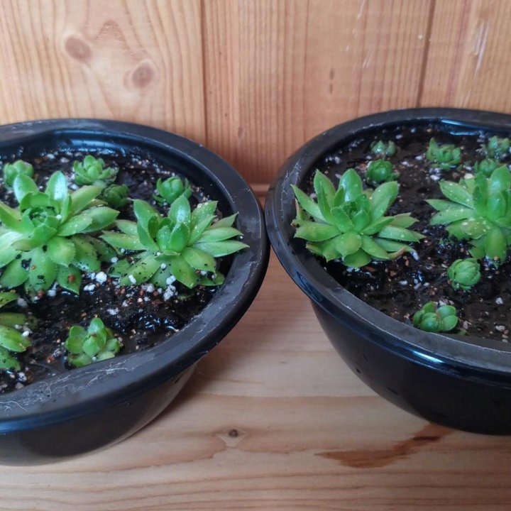 Суккуленты