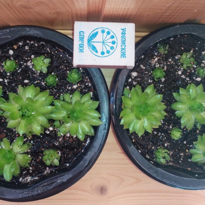 Суккуленты