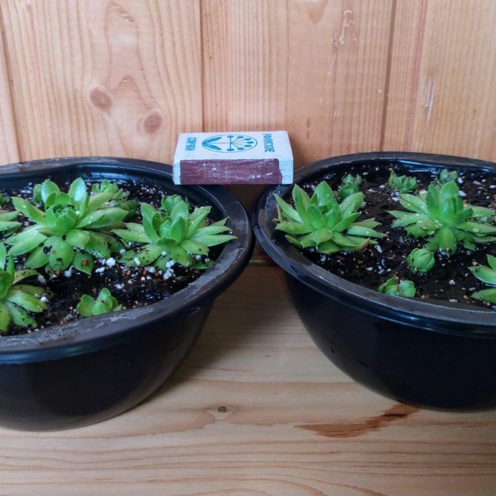 Суккуленты