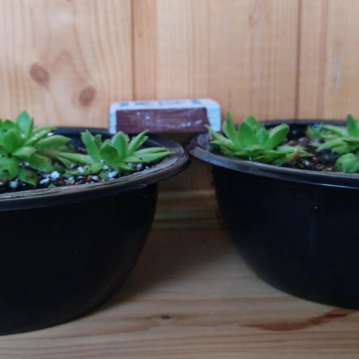 Суккуленты