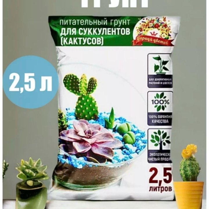 Суккуленты