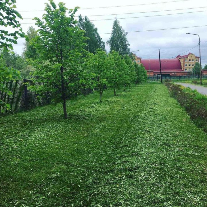 Спил деревьев/обрезка/покос травы