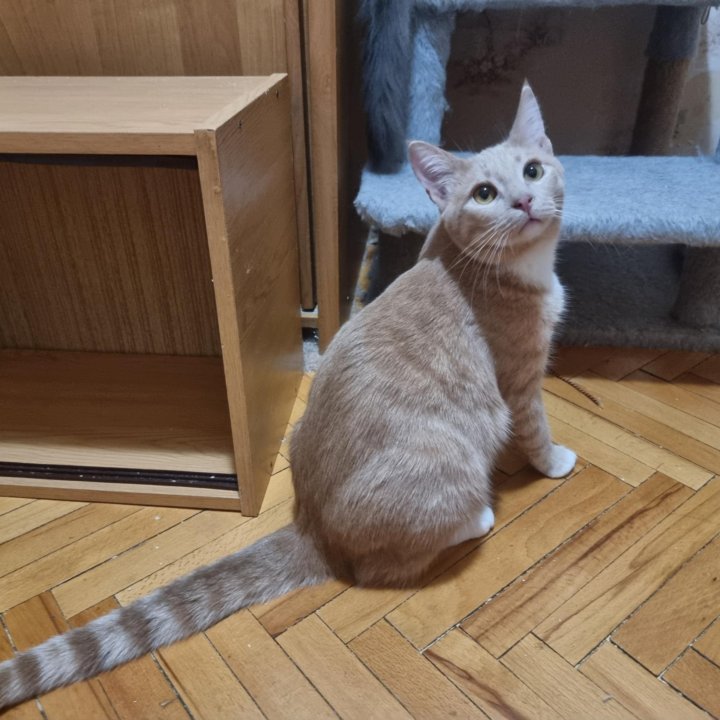 Котик-персик Луипа