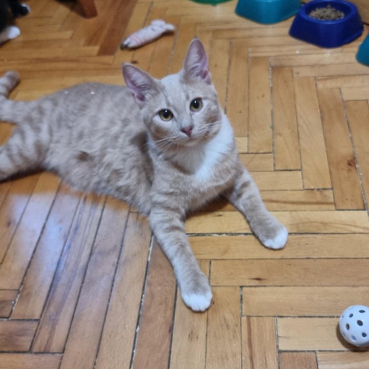 Котик-персик Луипа