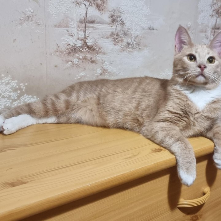 Котик-персик Луипа