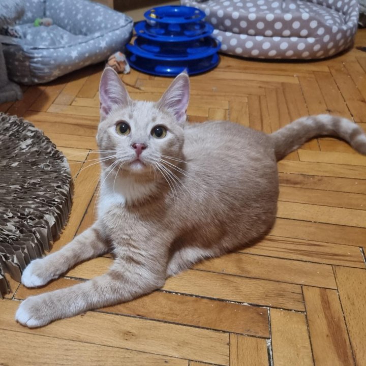 Котик-персик Луипа