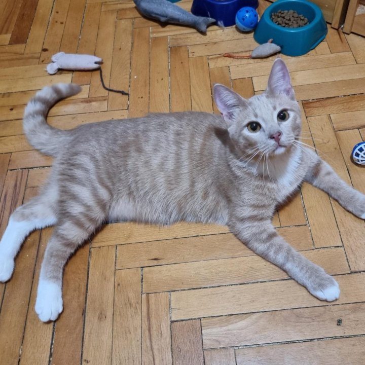 Котик-персик Луипа