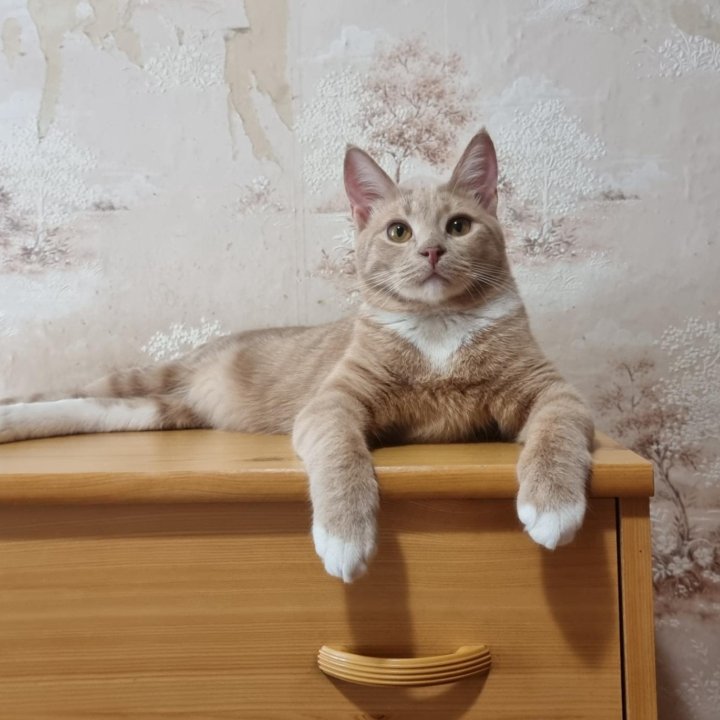 Котик-персик Луипа