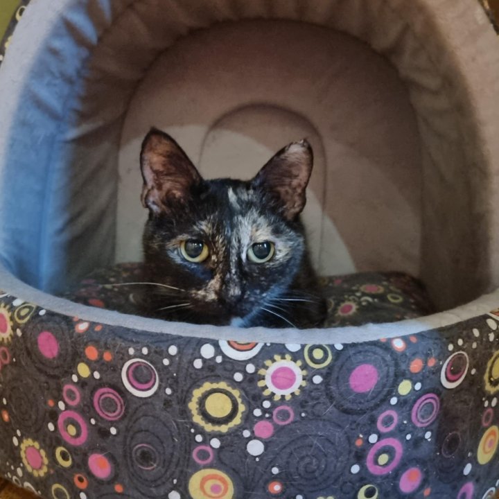 Душечка Нигума