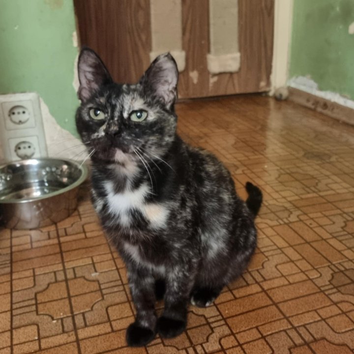 Душечка Нигума