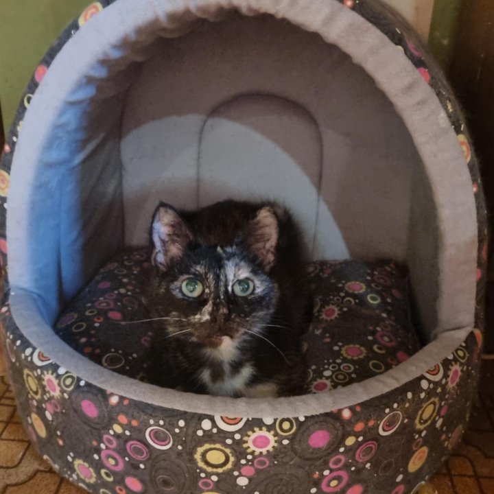 Душечка Нигума