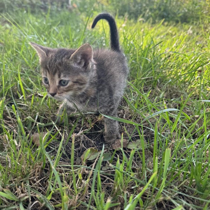 Котята в надежные ручки