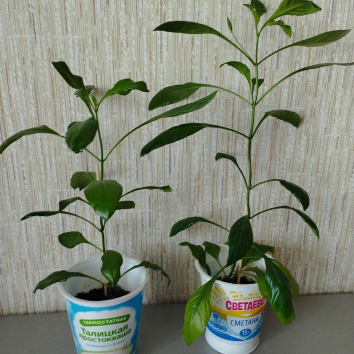 Кроссандра