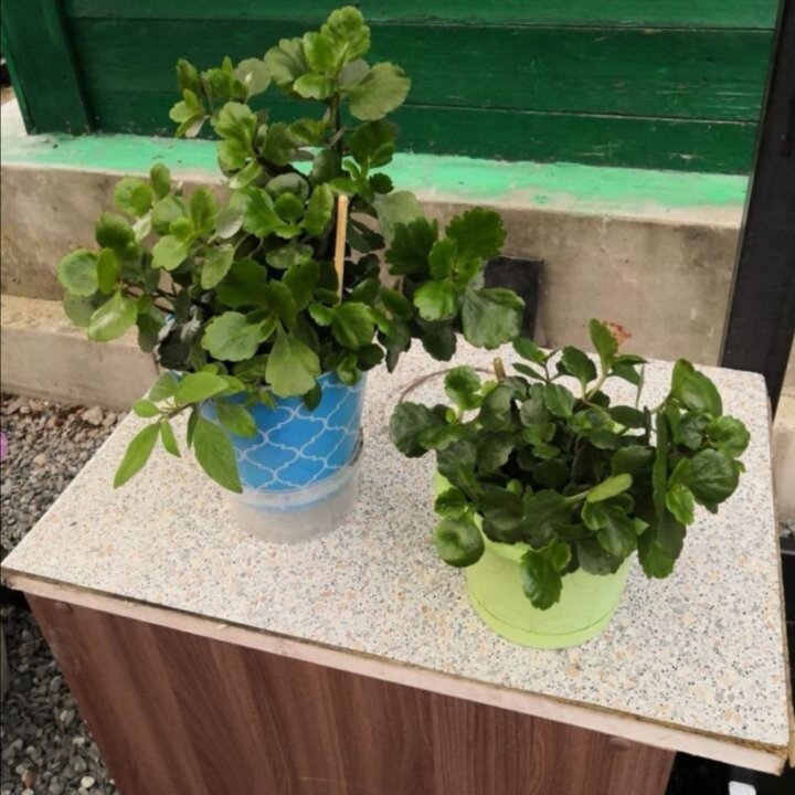 Плектрантусы мутовчатые