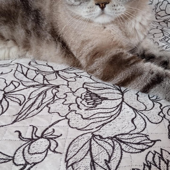 Кот