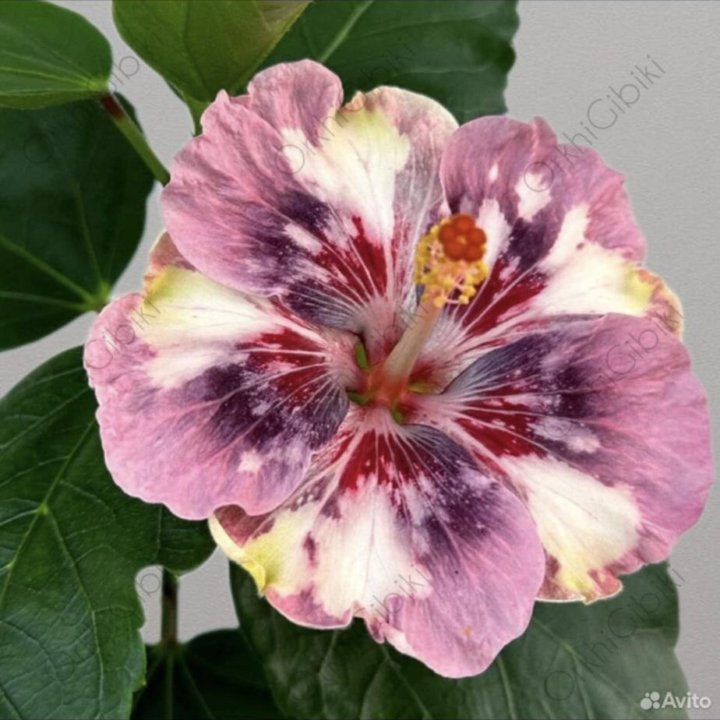 Гибискус LUV Marc Chagall