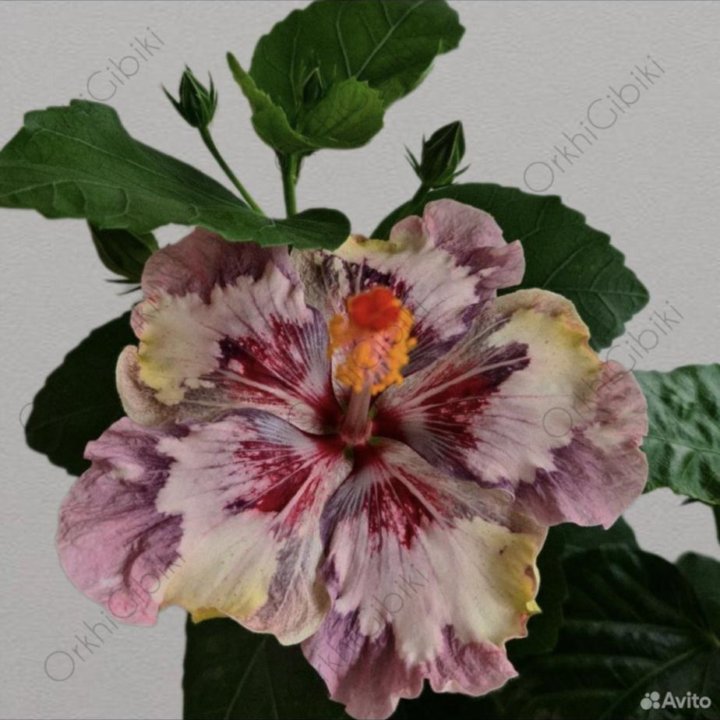 Гибискус LUV Marc Chagall