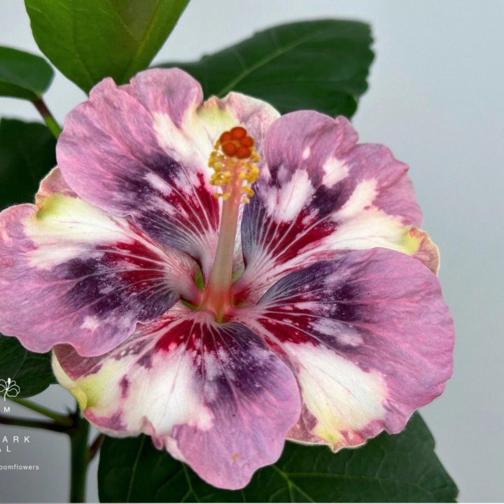 Гибискус LUV Marc Chagall