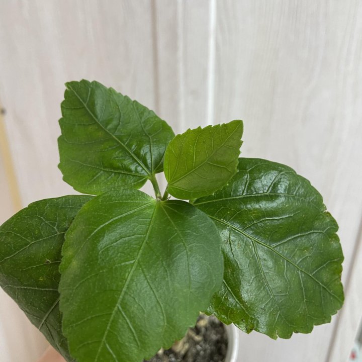 Гибискус LUV Marc Chagall