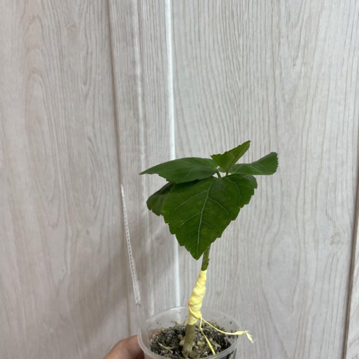 Гибискус LUV Marc Chagall