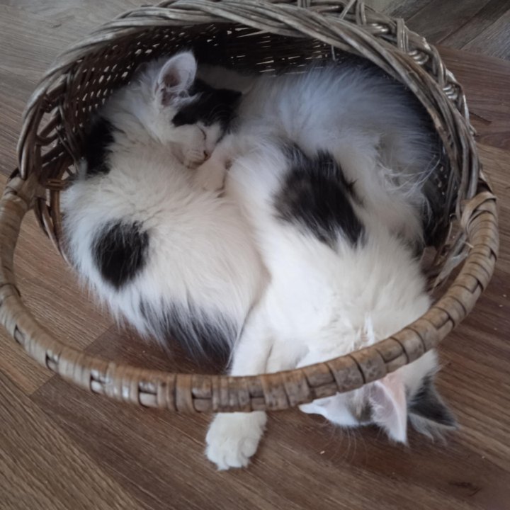 Котята 3 мес.