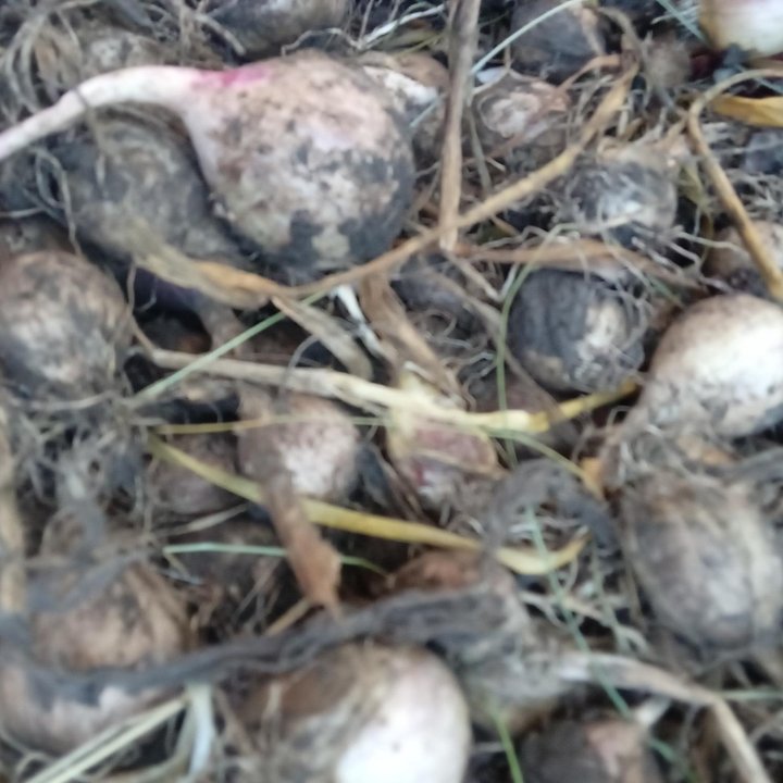 Продам посадочный материал сибирского озимого чеc