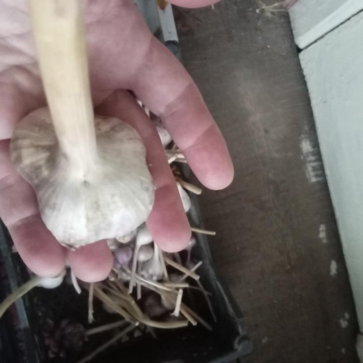 Продам посадочный материал сибирского озимого чеc