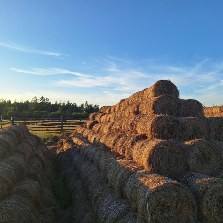 Сено в рулонах