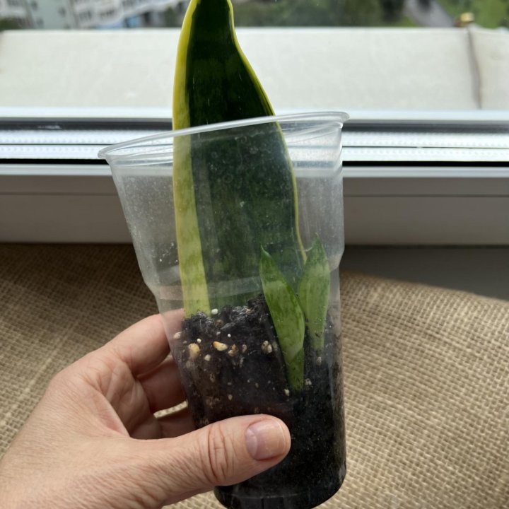 Сансевиерия