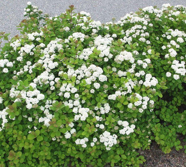 Спирея березолистная Айланд Spiraea betulifolia Island 2л (К)