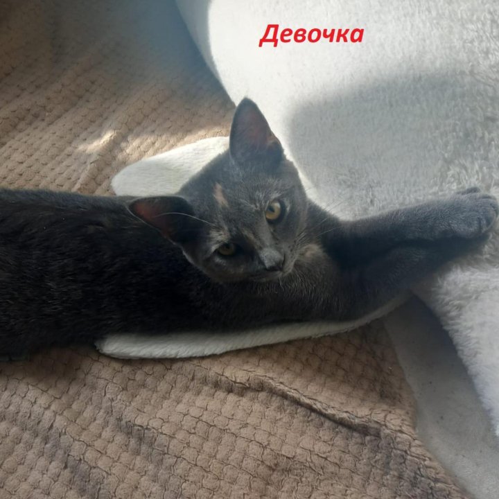 котенок от шотландской вислоухой