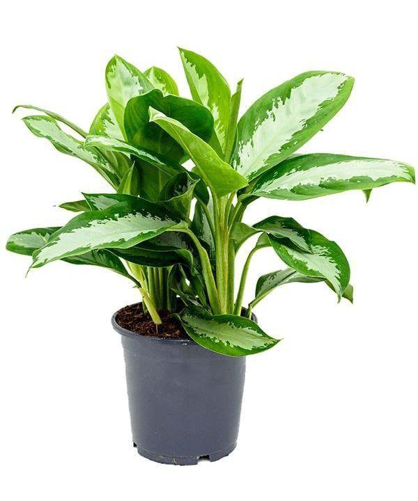 Аглаонема Даймонд Бей Aglaonema Diamond Bay 80/21 (Н)