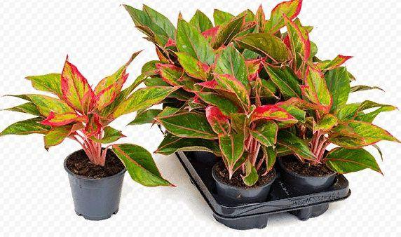 Аглаонема Крит Флейм Aglaonema Crete Flame	35/12 (Н)