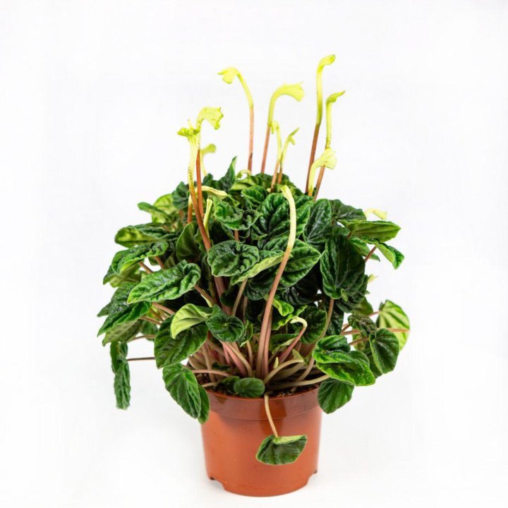 Пеперомия Лилиан Peperomia Lilian 30/12 (Н)