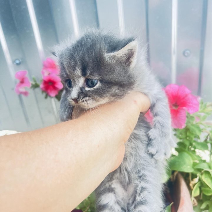 Котята шотландской кошки