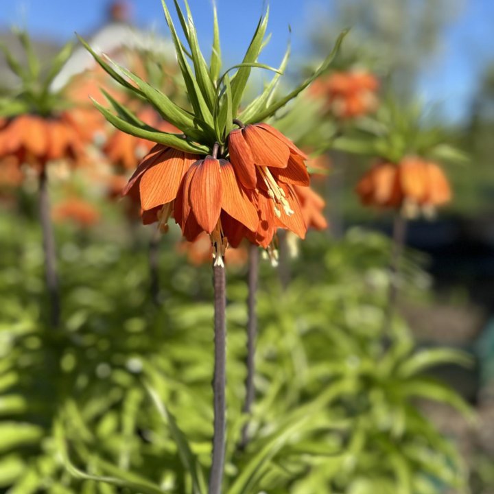 Рябчик императорский луковицы