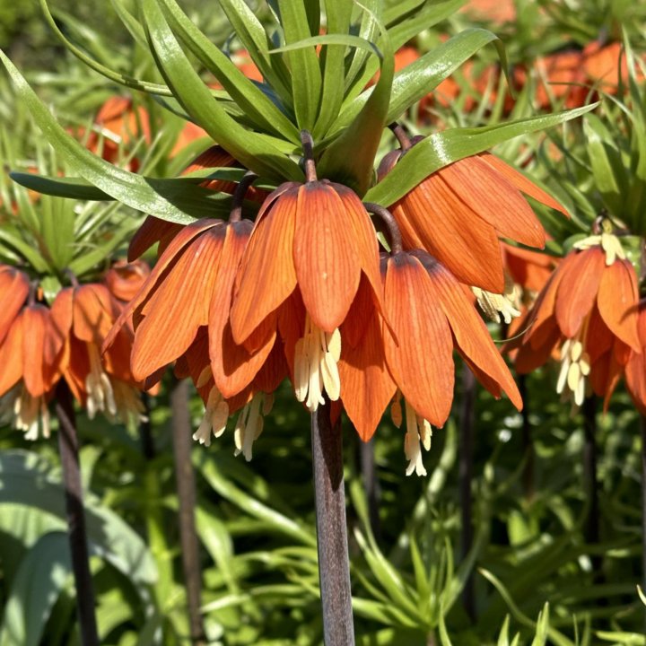 Рябчик императорский луковицы