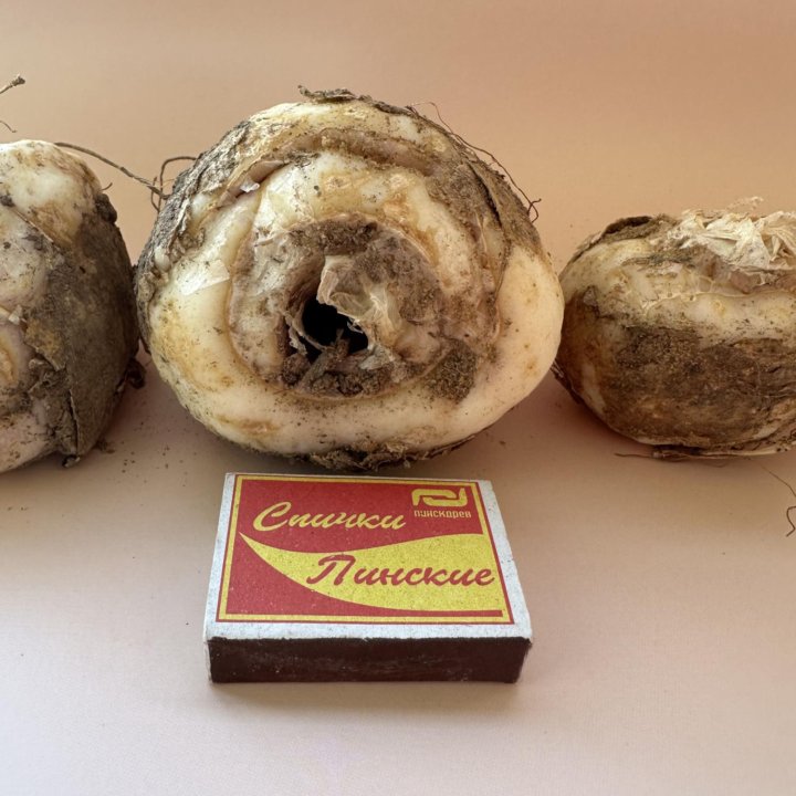 Рябчик императорский луковицы